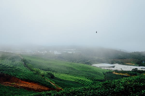 Đồi chè Cầu Đất - Đà Lạt
